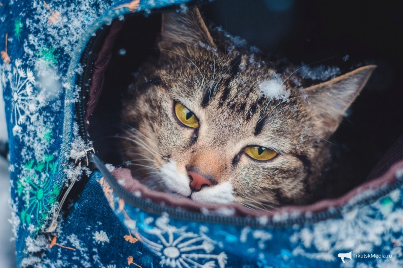 Тематическое фото Юлия Ушакова, ИА IrkutskMedia