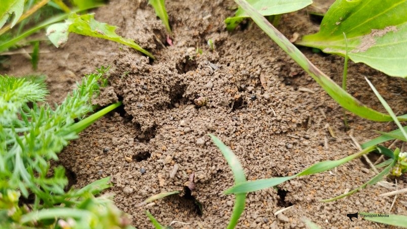 Муравейник Автора