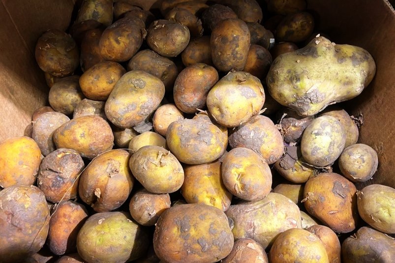 Картофель, огурцы и мука подорожали на Ставрополье за неделю ИА Stavropol.Media