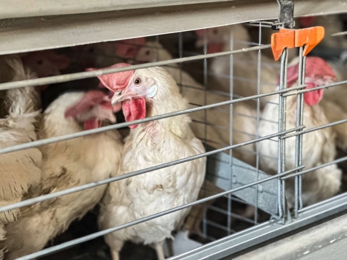 Мой курятник в тепле даже при -30° без обогревателей - несушки довольны: мороз не страшен Анастасия Москалёва, ИА ChitaMedia