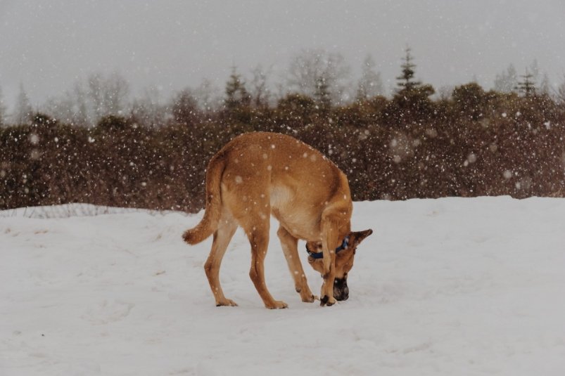 Ветеринар рассказала, чем категорически нельзя зимой кормить собаку https://pxhere.com
