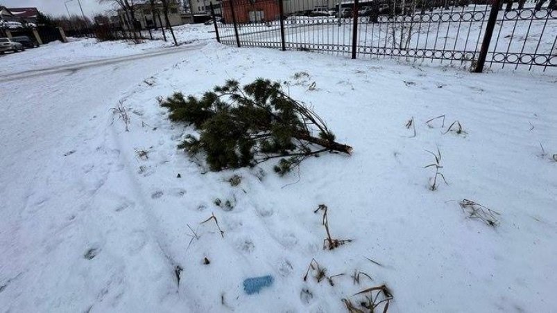 Пострадавшая ёлка УМВД России по Омской области