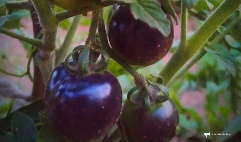 томаты ИА KrasnodarMedia