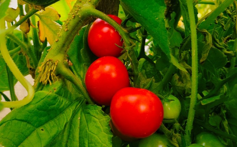 Дачники уже вовсю расхватывают этот сорт томата - готовы платить втридорога: в чем секрет необычных черри Автора