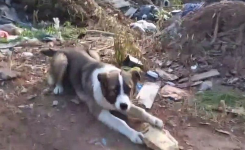 Пса назвали Полканом, пристроили к неравнодушным жителям ОНФ Бурятии