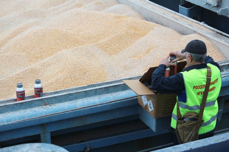 На 16% вырос экспорт зерновых и масличных культур из Приангарья в 2025 году  Пресс-служба РСХН ИО и РБ