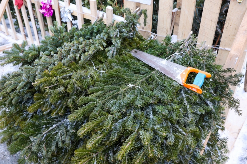 Елка Илья Аверьянов, ИА PrimaMedia