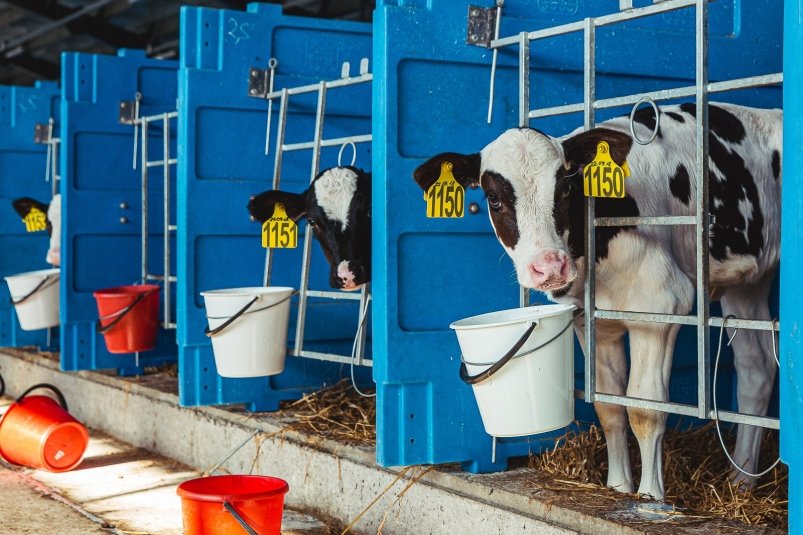 Коровы ИА PrimaMedia