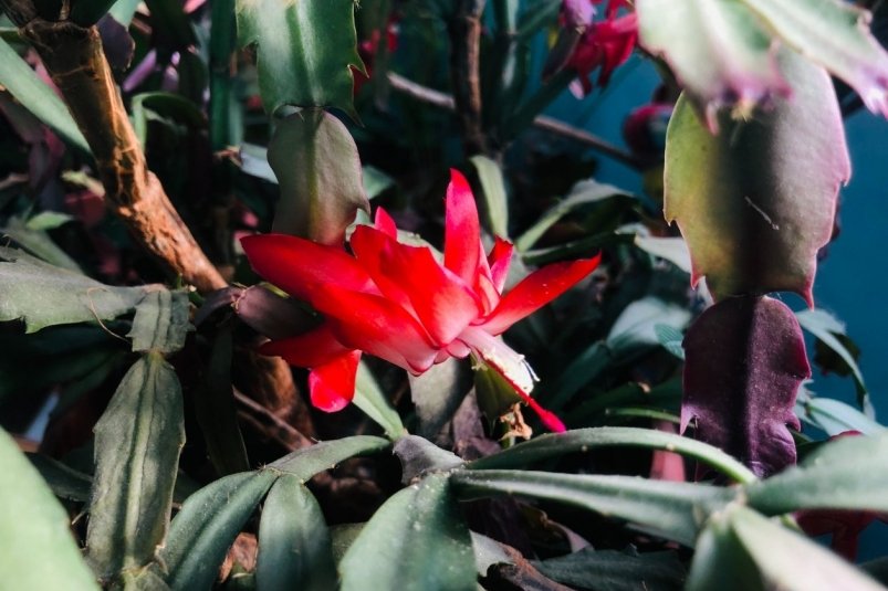 Подкормка для декабриста ИА AmurMedia