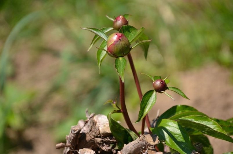 Тематическое фото pxhere.com