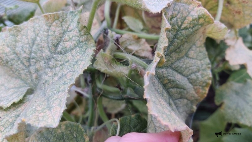 Огурцы Автора