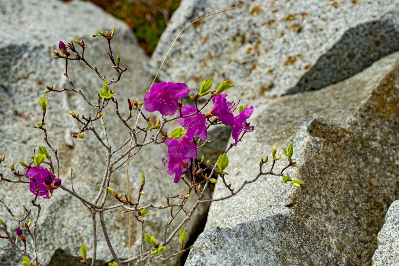 Дикорастущие краснокнижные растения защитят на законодательном уровне Илья Табаченко, ИА PrimaMedia.ru