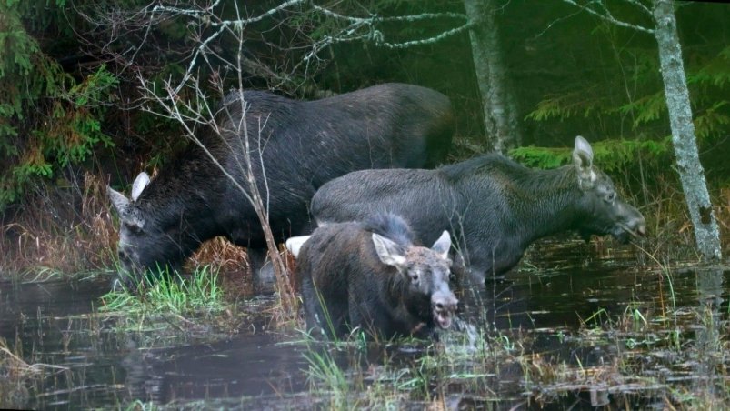 Лосиху с выводком засняли на водоеме в одном из регионов России Анатолий Смирнов / Нижне-Свирский государственный заповедник