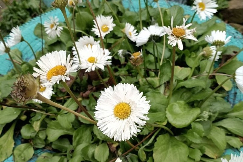 Нехарактерным "зимним урожаем" наслаждаются жители в одном из регионов России Телеграм-канал (18+) "Саратов 24"