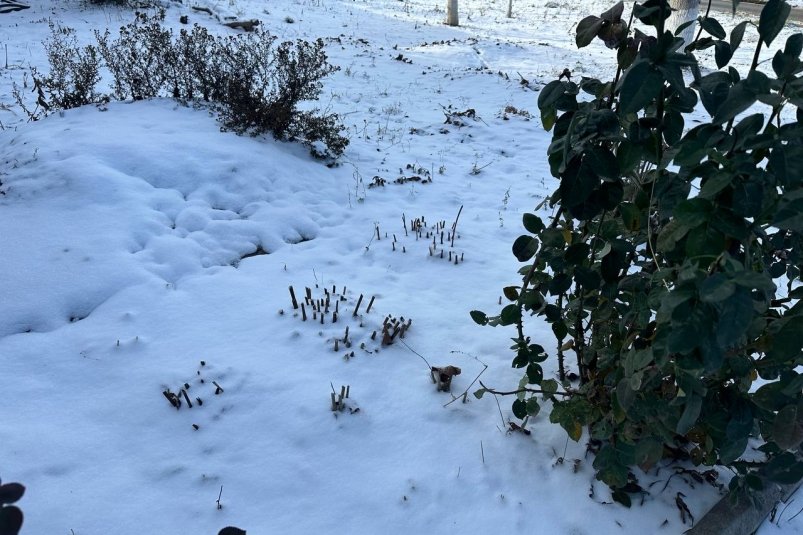 Кидаю после 7 декабря на мерзлые грядки эти 3 крупы, и летом получаю урожай как в агрокомплексе ИА Stavropol.Media