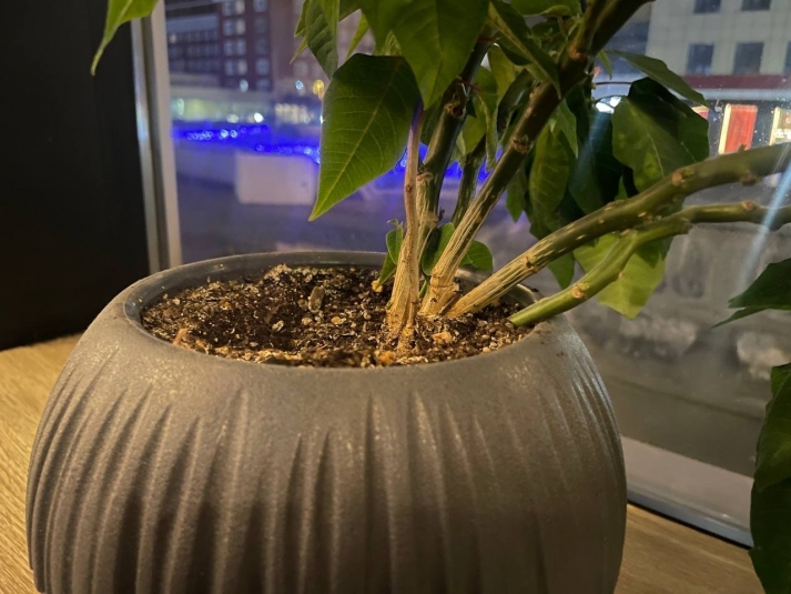 Воткнула в горшки с цветами - и мошки сбежали сверкая пятками: соседка подсказала лайфхак ИА StolicaMedia