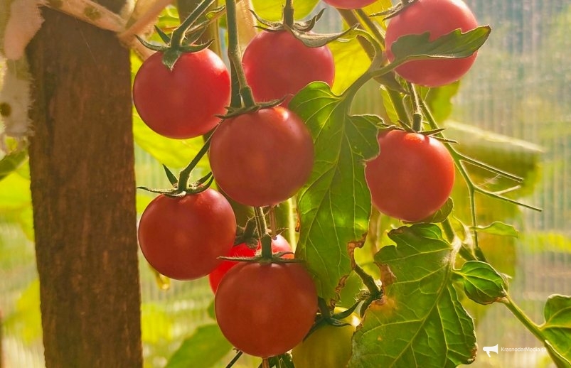 Томаты Автора