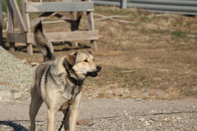 Тематическое фото Александр Шепырев, ИА UssurMedia
