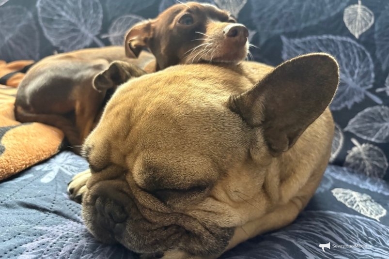 Эти 5 пород собак любят хозяев до беспамятства - смело заводите , безопасны для детей ИА Stavropol.Media