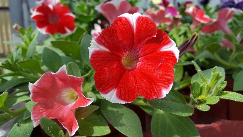 Тематическое фото pxhere.com (18+)