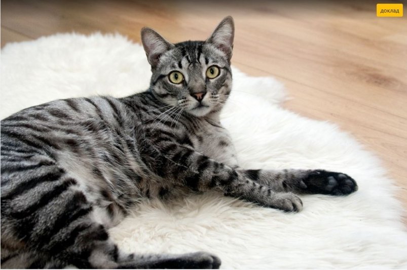 Тематическое фото pxhere.com