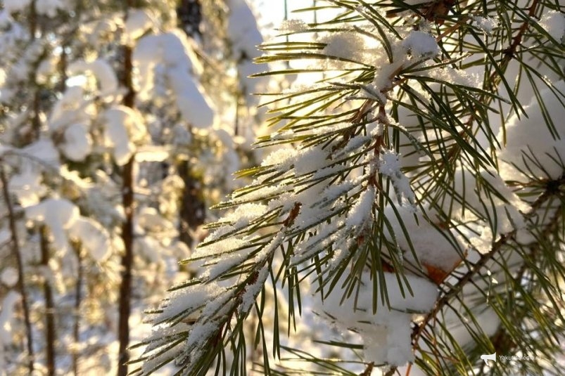 Гороскоп на 7 декабря: Рак избегает важных решений, Стрелец-  конфликтов ИА YakutiaMedia