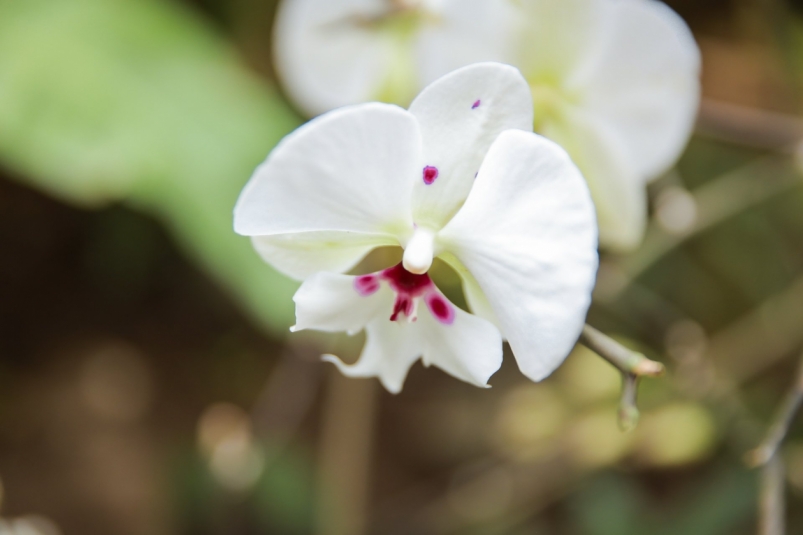 Цветы в Ботаническом саду Читы Артур Капинос, ИА ChitaMedia