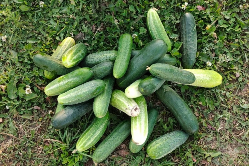 Посадил и забыл - эти 3 сорта огурцов созданы для ленивых: урожая завались без лишних хлопот Автора