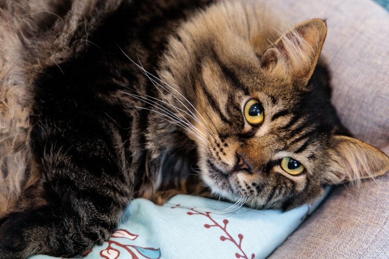 кот, кошка, домашние животные, фонд Умка, защитники животных Евгений Кулешов, ИА PrimaMedia.ru