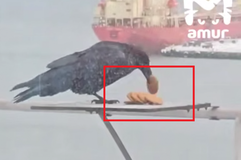 Скриншот тг-канал &quotAmur Mash" (18+)