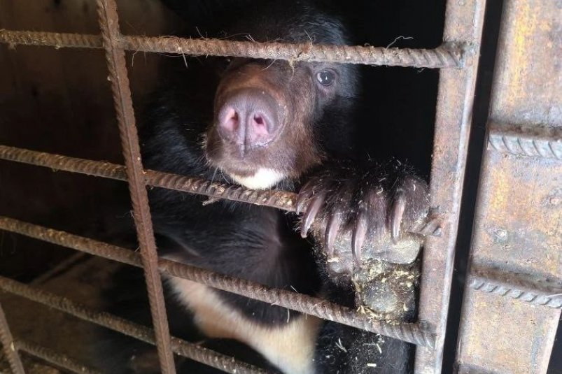 Медведицу ждет новый дом тг-канал (18+) Центра реабилитации "Тигр"