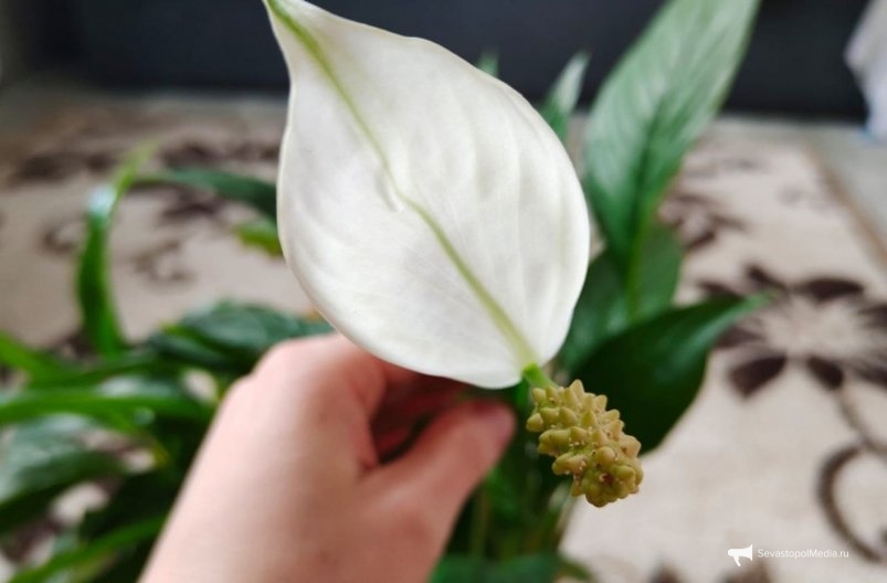  ИА SevastopolMedia