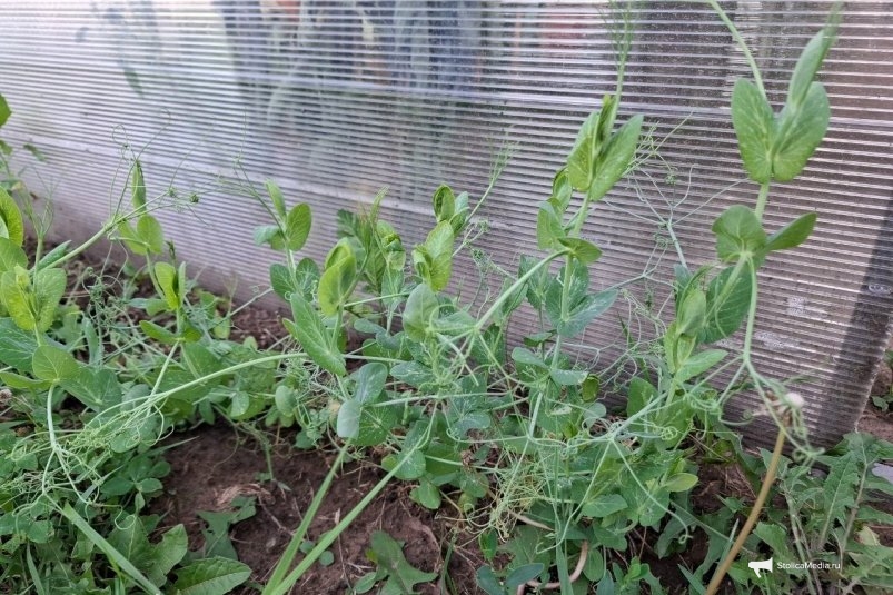  ИА SevastopolMedia