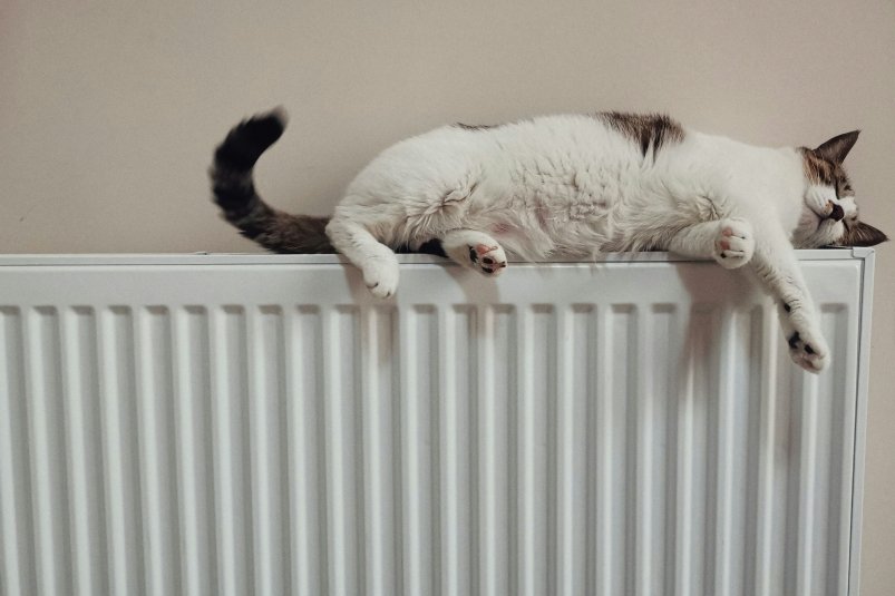 Зимой спят только на батарее: топ-3 кота-мерзляка he gong / unsplash
