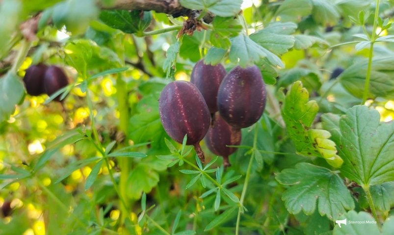 Крыжовник Автора