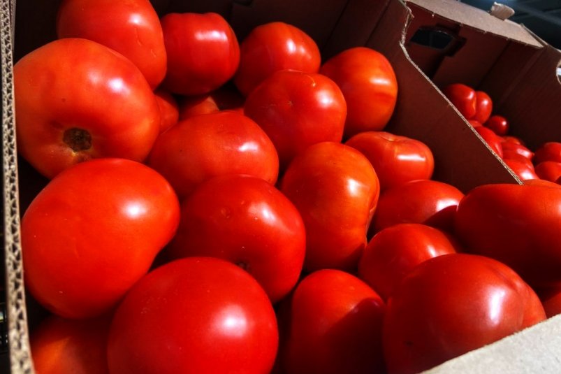 Сажают только этот томат - урожайность до 15 кг: не помидор, а стопудовый хит фото автора