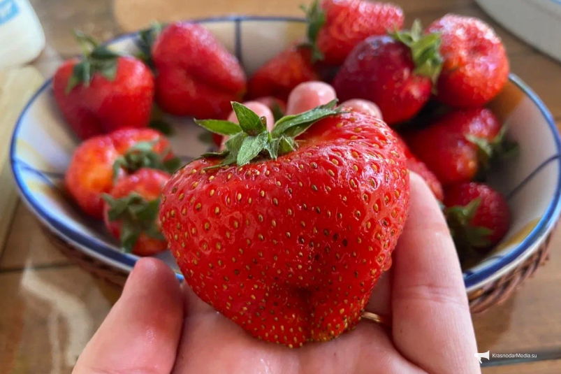 Клубника ИА KrasnodarMedia