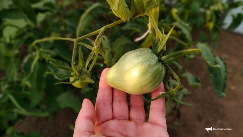 Томаты Автора