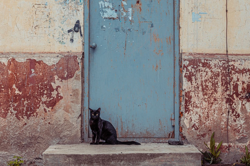 дверь, дом, кот, подъезд, квартира, бездомные животные Мария Смитюк, ИА PrimaMedia