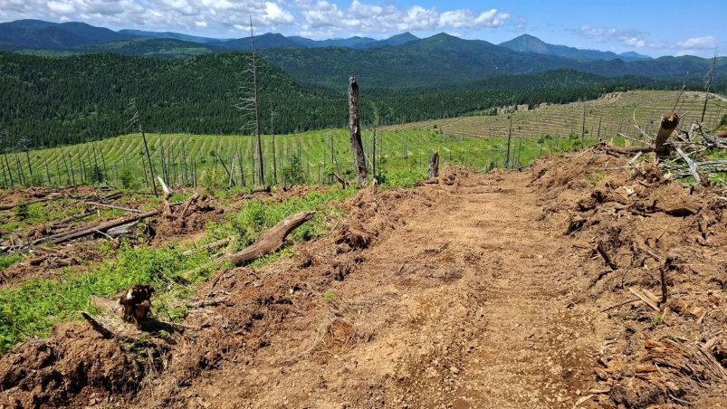 Лесовосстановление на Сахалине пресс-служба агентства лесного и охотничьего хозяйства Сахалинской области