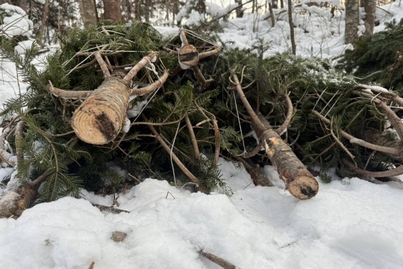 Незаконно вырубленные деревья тг-канал (18+) полиции Приморского края