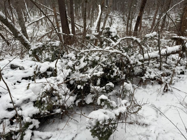 "Чёрный лесоруб" уничтожил лес на 1,35 млн рублей в Приморье Пресс-служба УМВД России по Приморскому краю