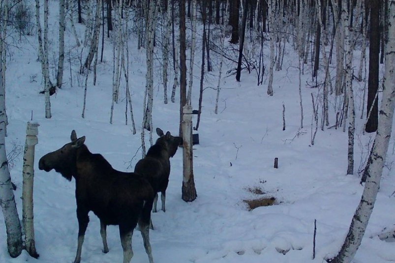 Лоси Минприроды Забайкалья