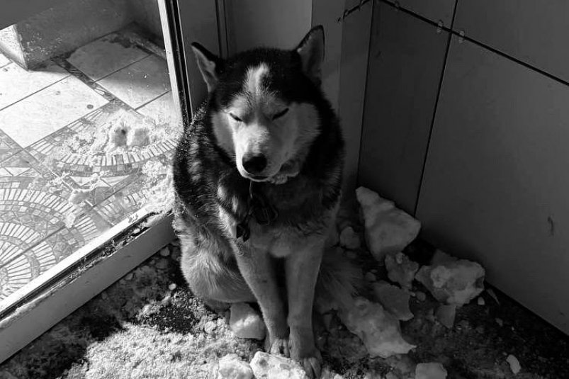 Погибшая собака ВКонтакте (12+) БУ г.Омска "Муниципальный приют для животных"