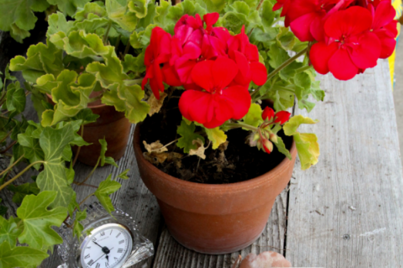 Тематическое фото pxhere.com