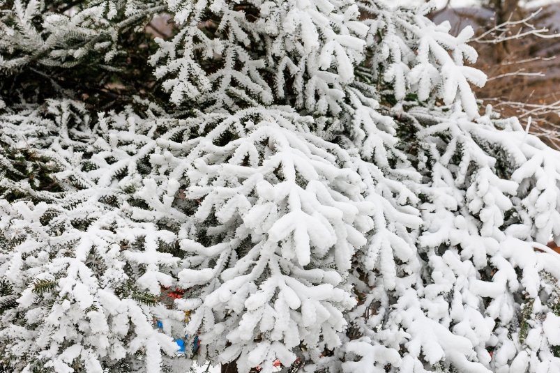 зима, снег, метель, осадки, ель, елка Евгений  Кулешов, ИА PrimaMedia