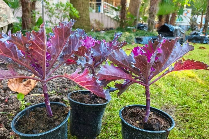 Более 200 тысяч цветов украсят Сочи зимой Пресс-служба администрации Сочи