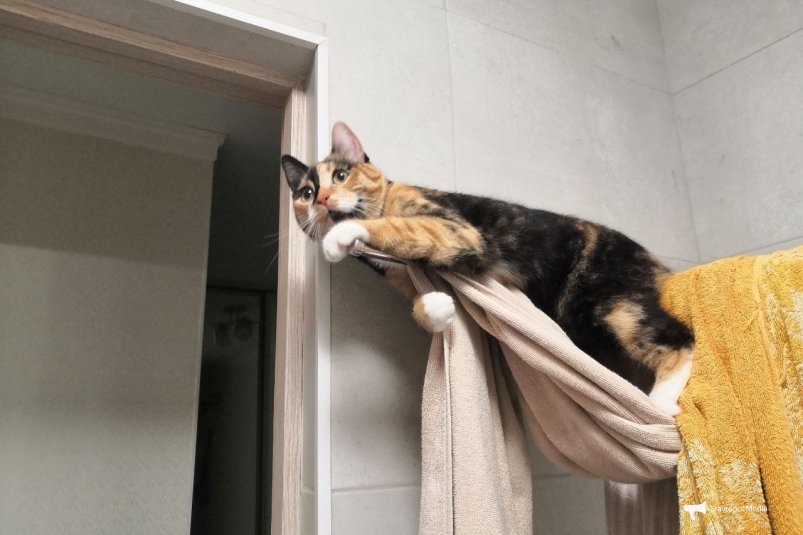 Вот сколько лет кошке по человеческим меркам: как узнать возраст питомца ИА Stavropol.Media