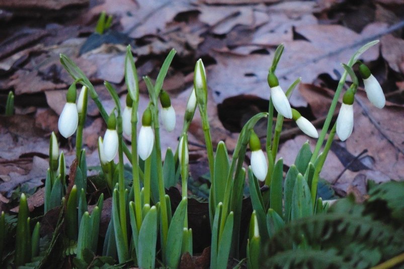 Тематическое фото Telegram-канал/Аптекарский огород МГУ
