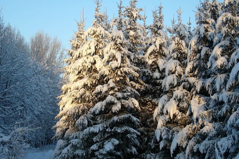 Надзор за елями усилили в Иркутской области в преддверии Нового года Пресс-служба правительства Иркутской области